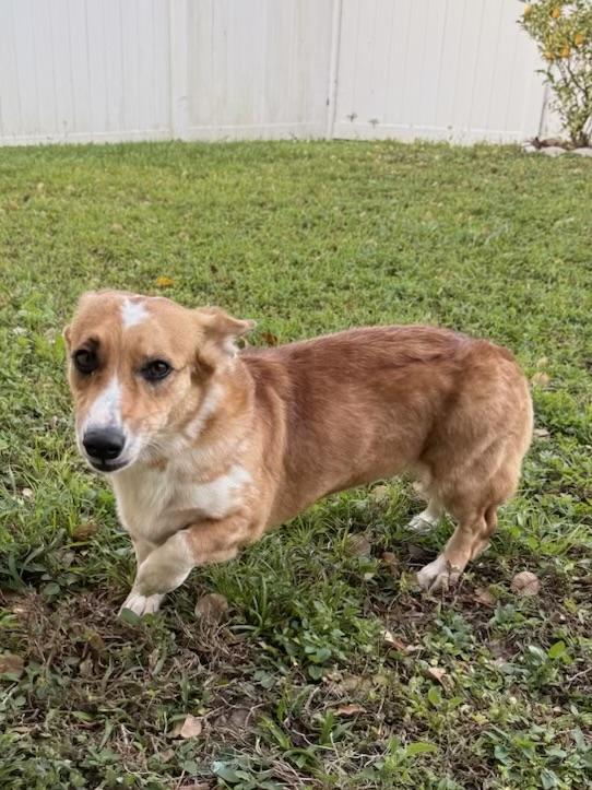 Enlarge Marnie, an adopted Corgi in Orlando, FL image 4/5