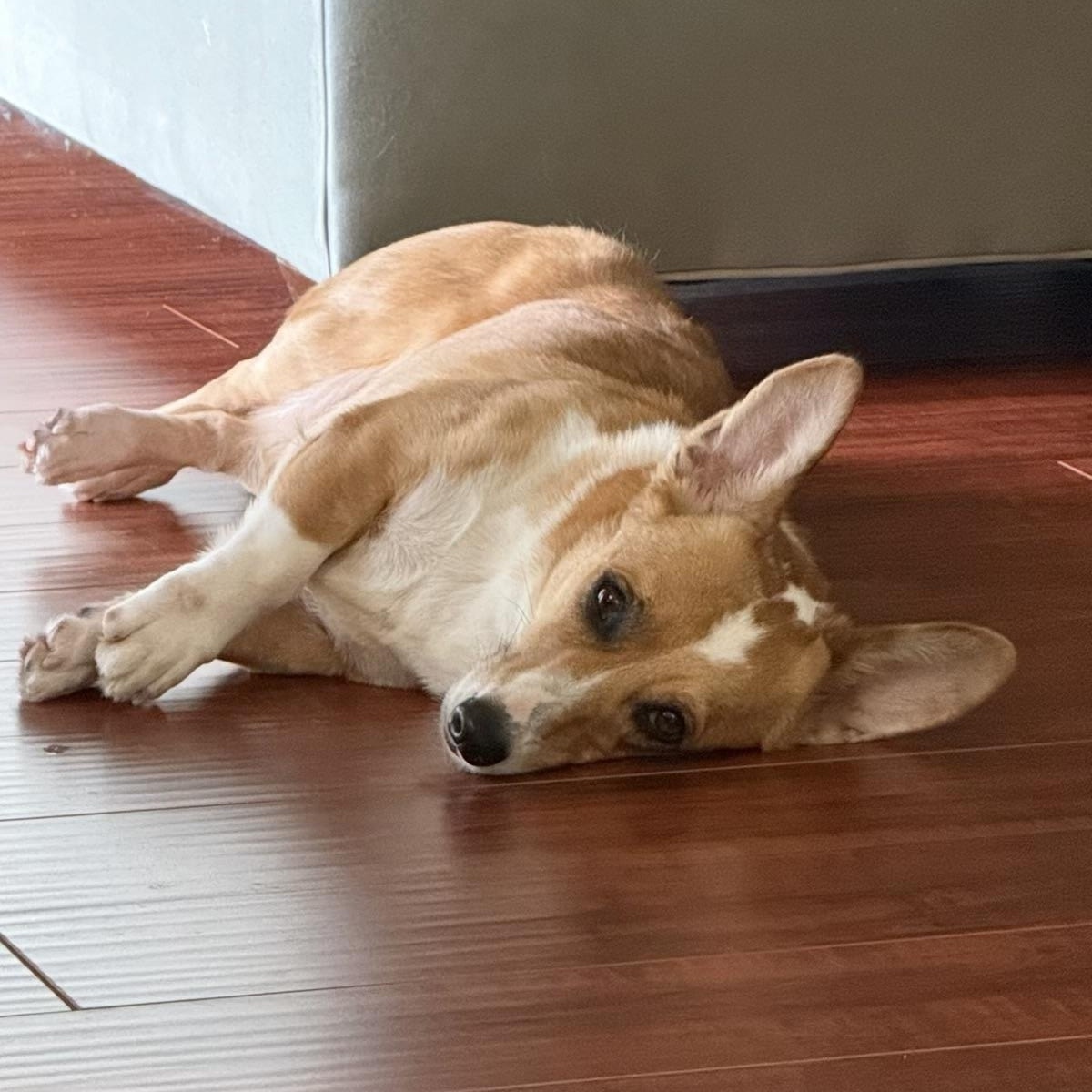 Enlarge Marnie, an adopted Corgi in Orlando, FL image 3/5