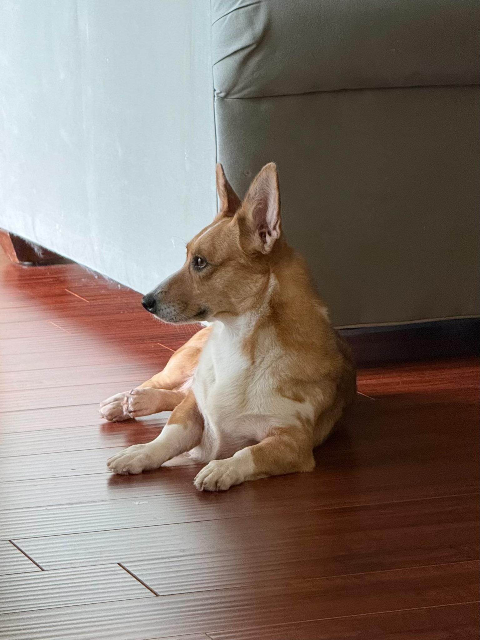 Enlarge Marnie, an adopted Corgi in Orlando, FL image 1/5