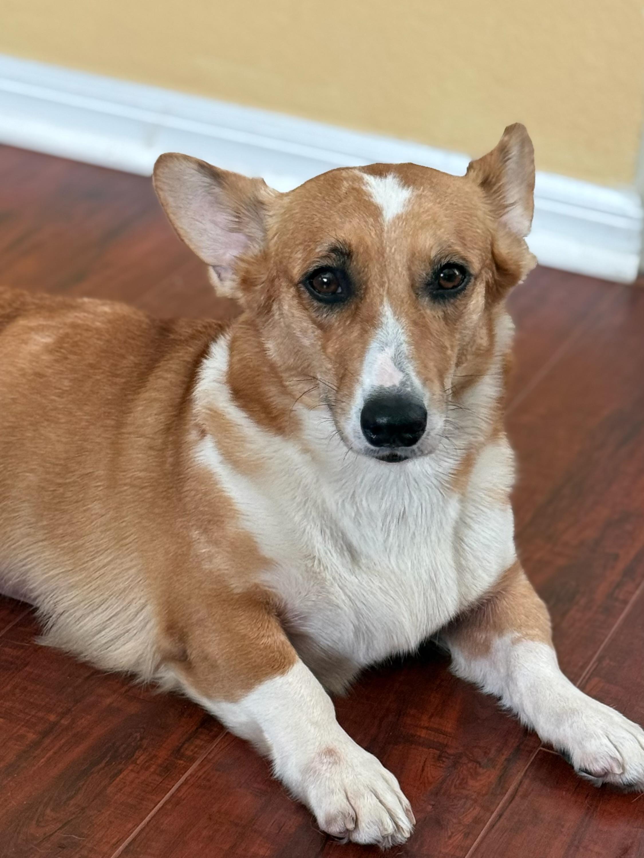 Enlarge Marnie, an adopted Corgi in Orlando, FL image 5/5
