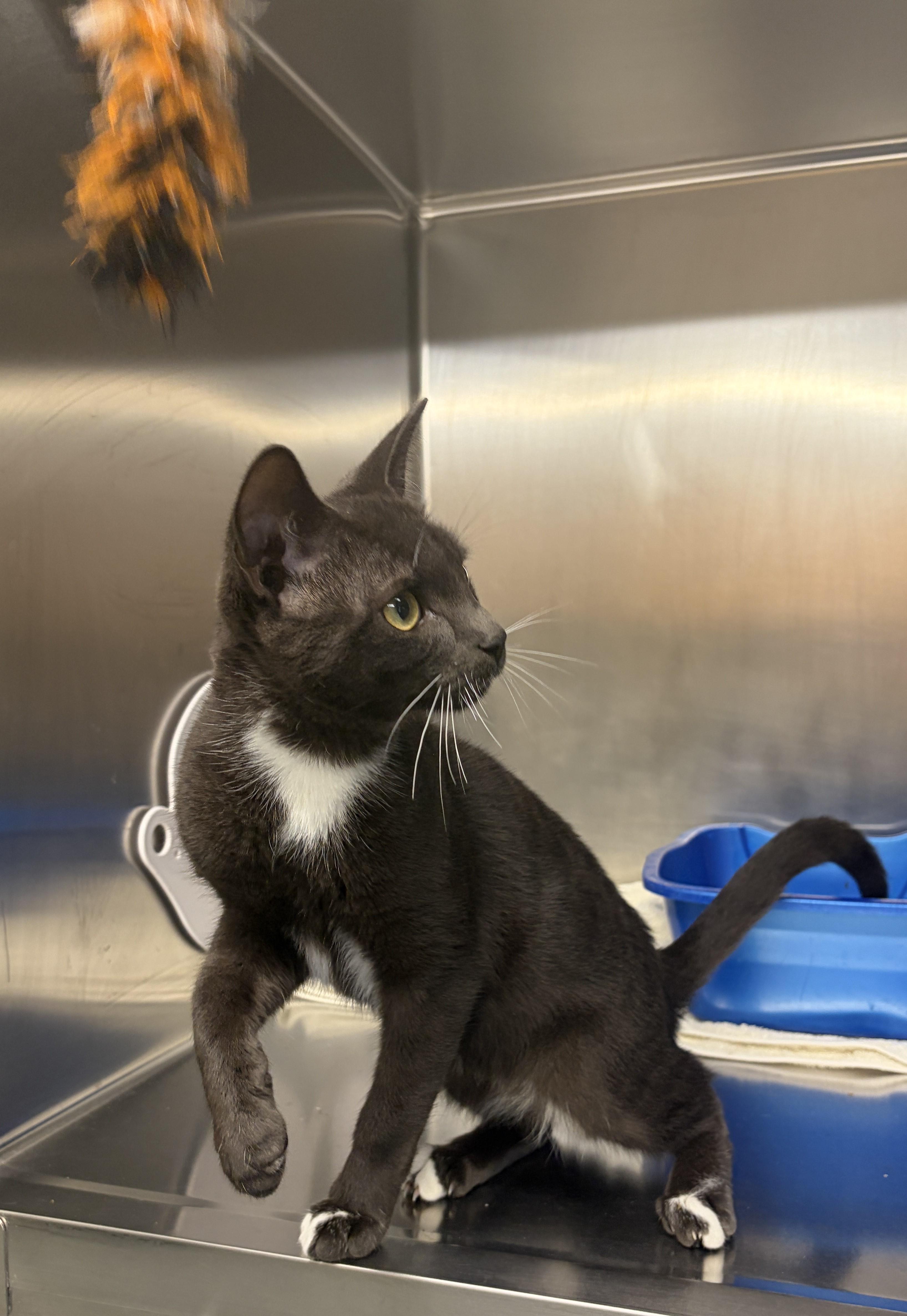 Enlarge Little Foot, a Adoptable Domestic Short Hair in Mississauga, ON image 2/4