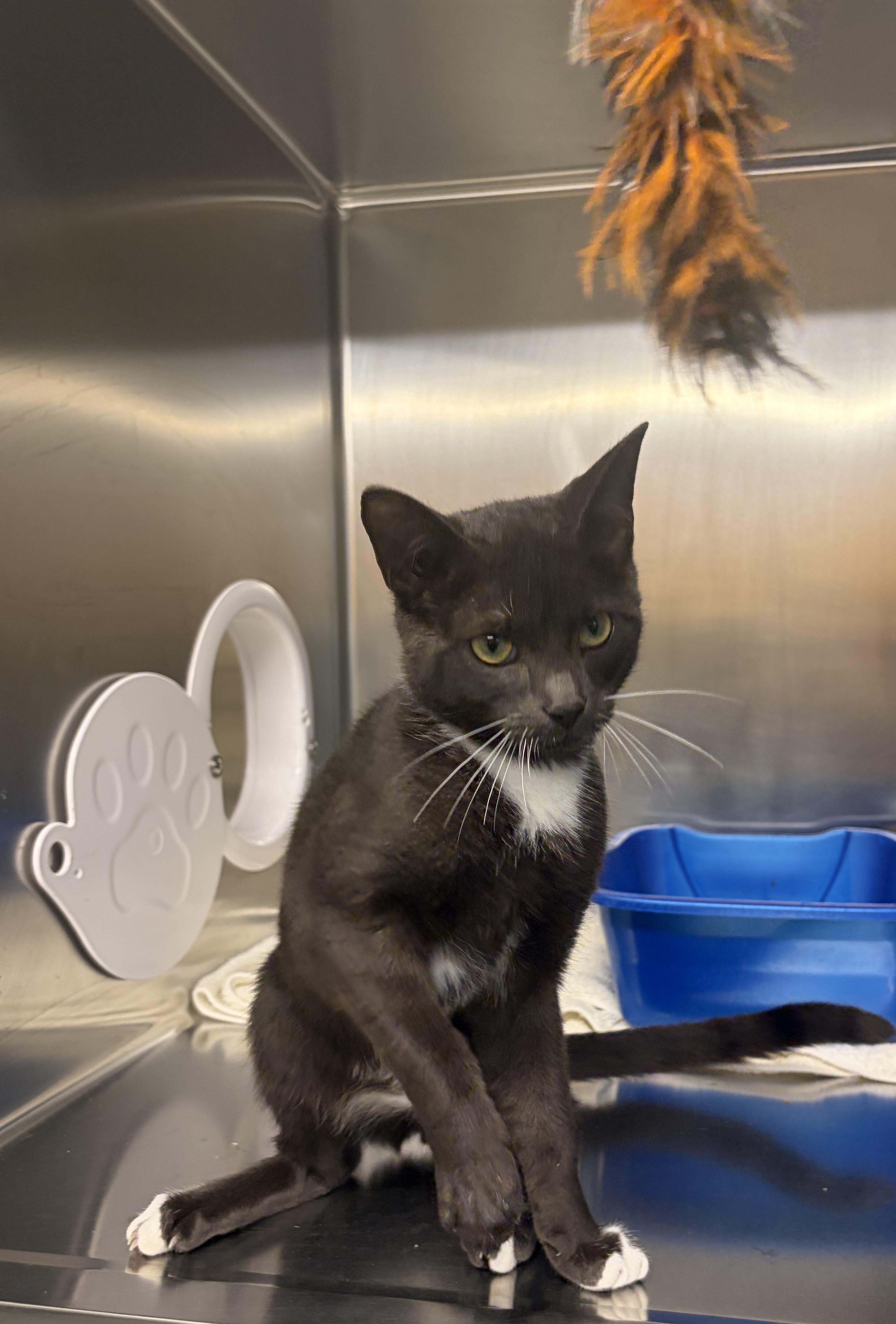 Enlarge Little Foot, a Adoptable Domestic Short Hair in Mississauga, ON image 3/4