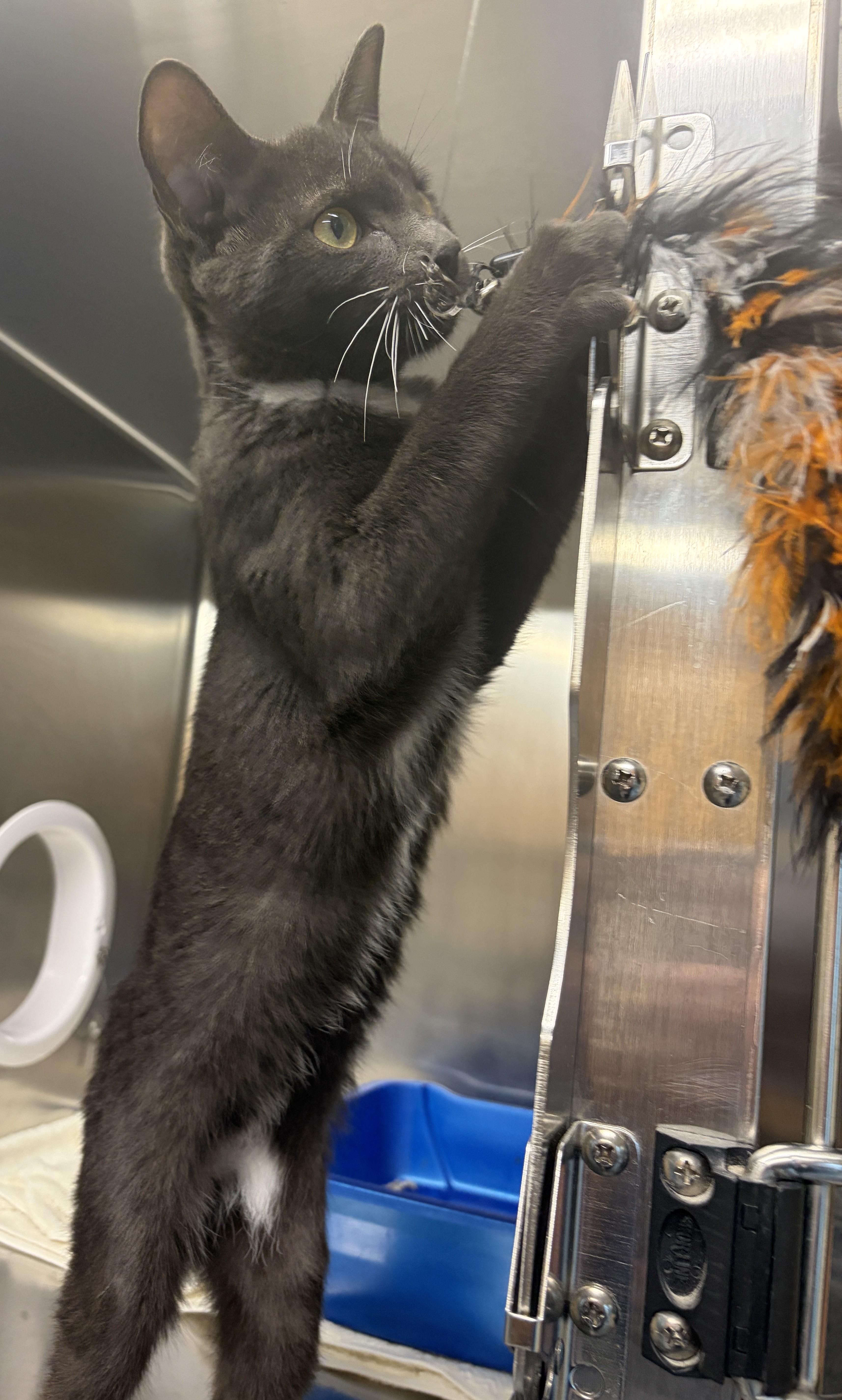 Enlarge Little Foot, a Adoptable Domestic Short Hair in Mississauga, ON image 4/4