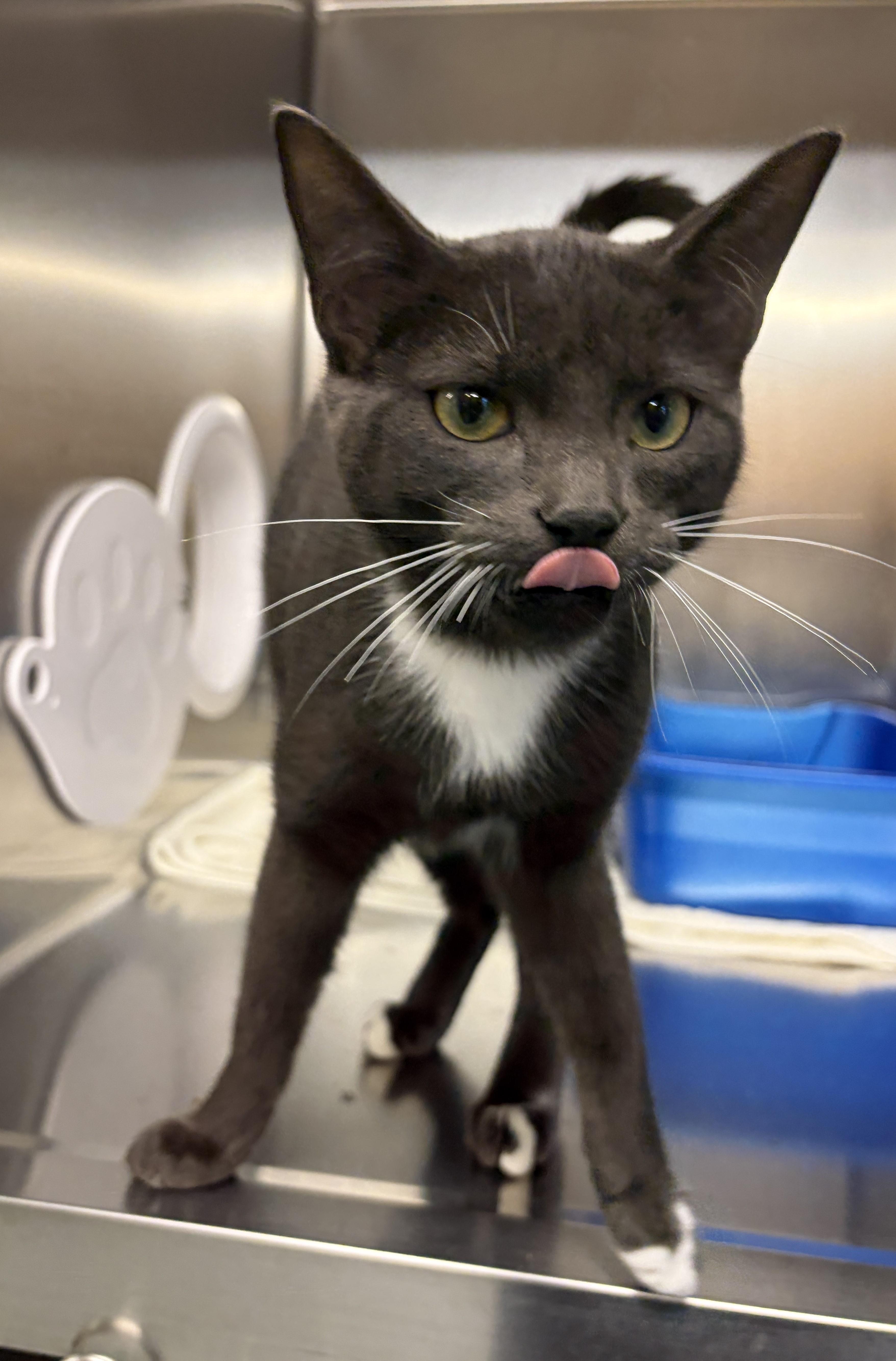 Little Foot, Adoptable, Adult Male Domestic Short Hair.
