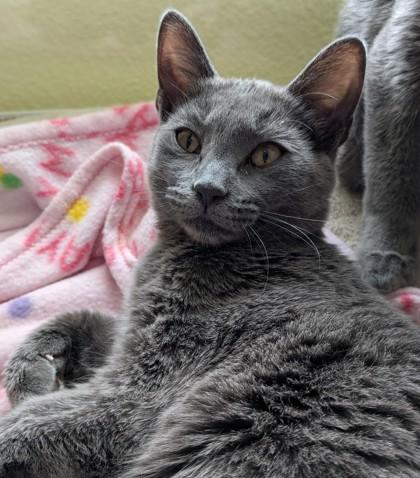 Jill, Adoptable, Young Female Domestic Short Hair & Domestic Short Hair.