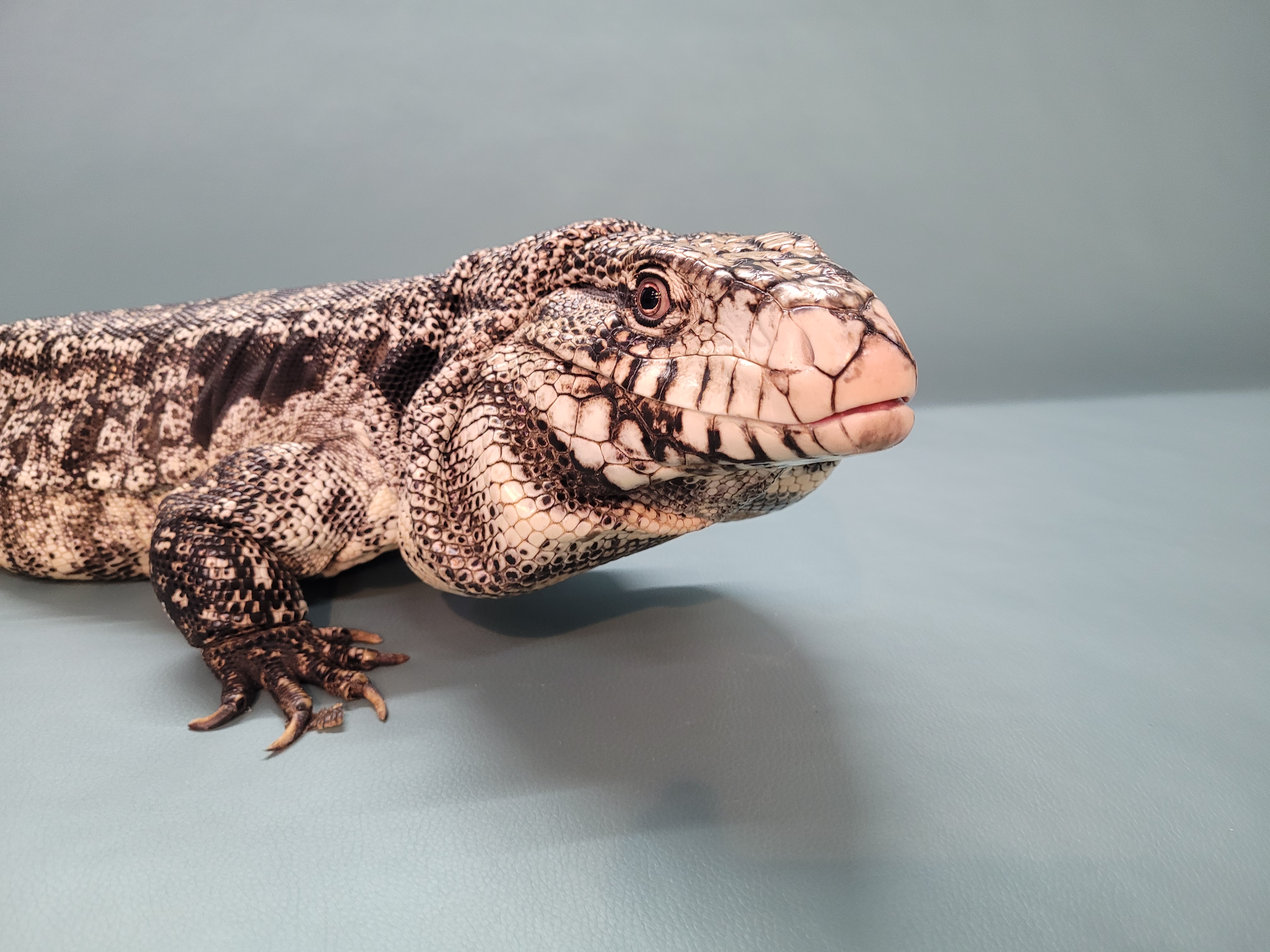 Ishy, Adult Male unknown