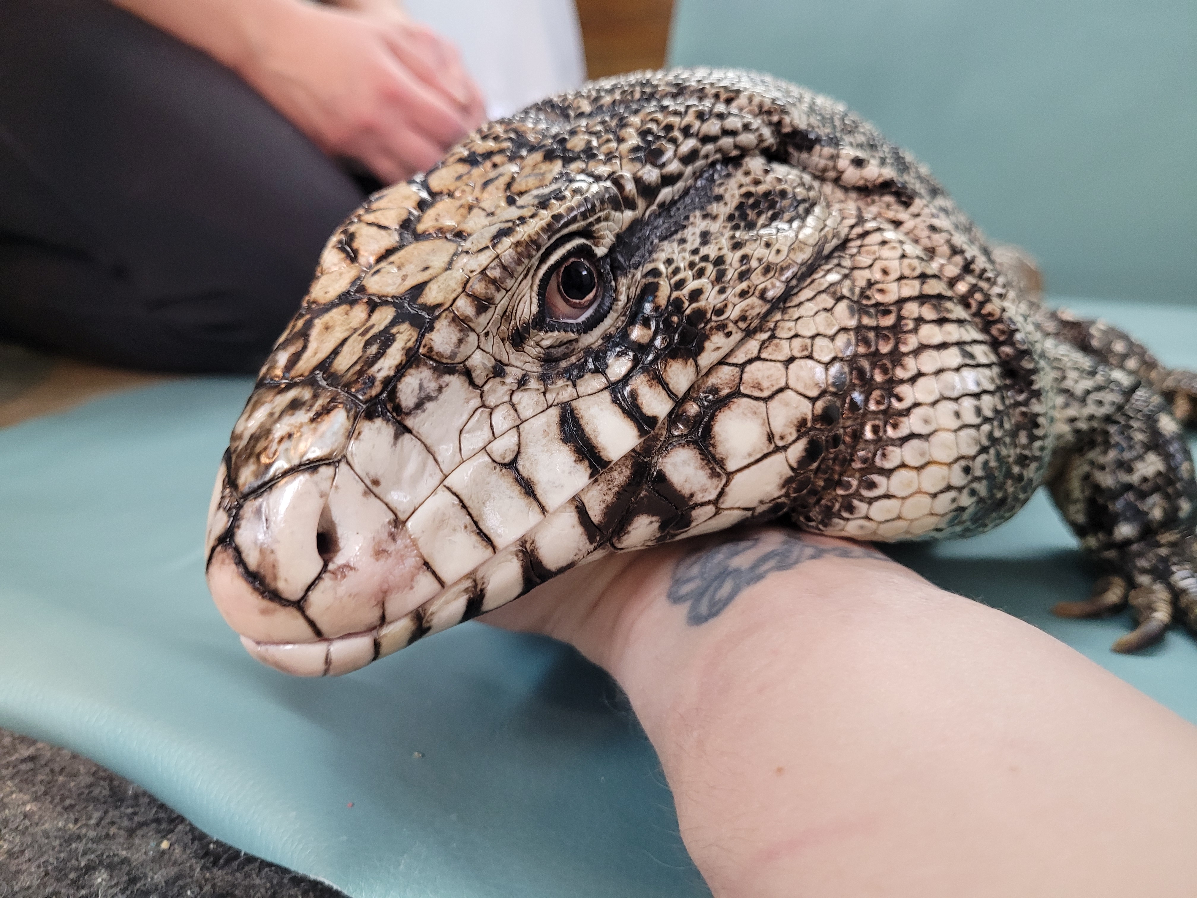 Ishy, a Adoptable Lizard in Sheboygan Falls, WI image 2/6