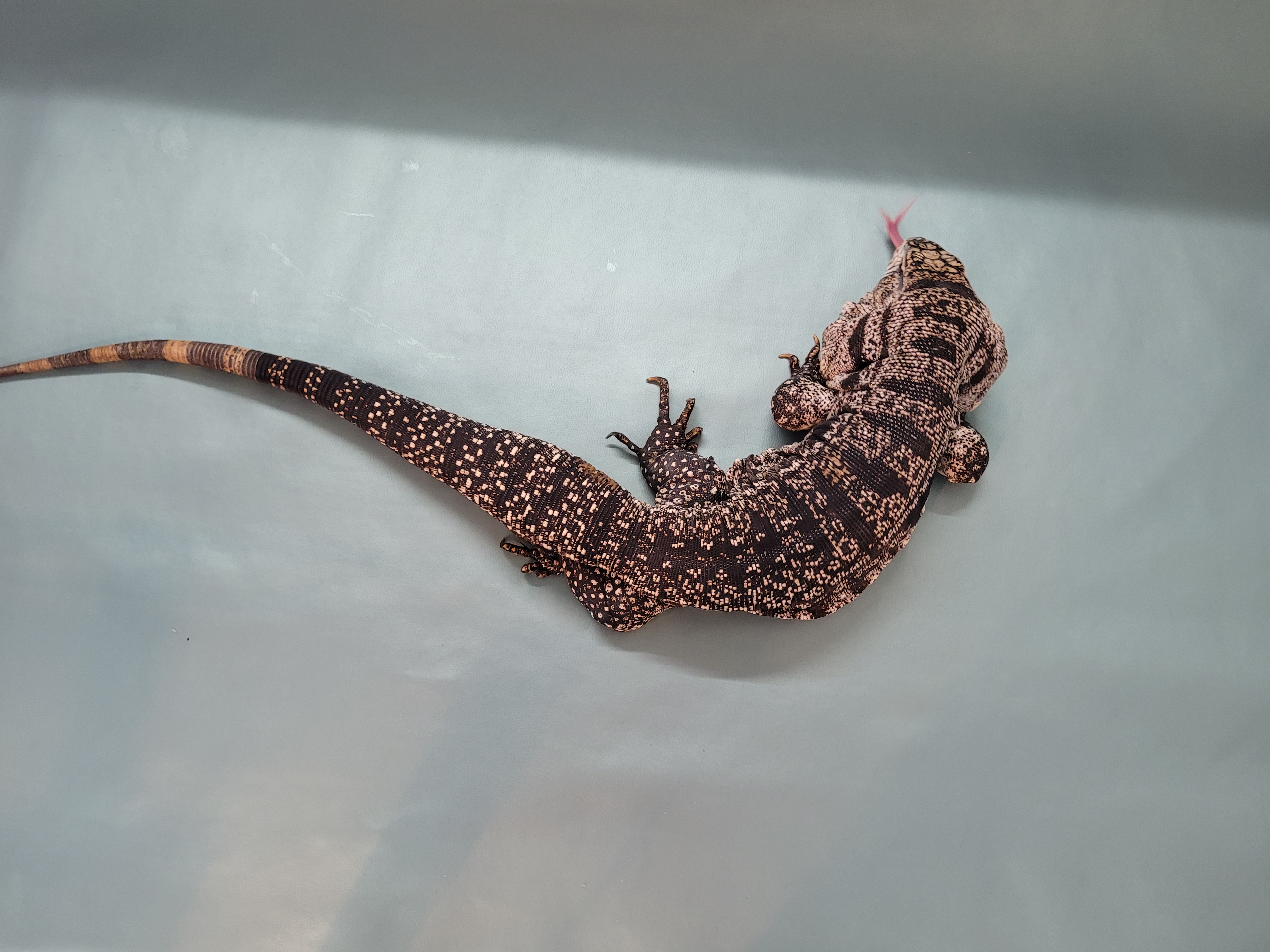 Ishy, a Adoptable Lizard in Sheboygan Falls, WI image 3/6