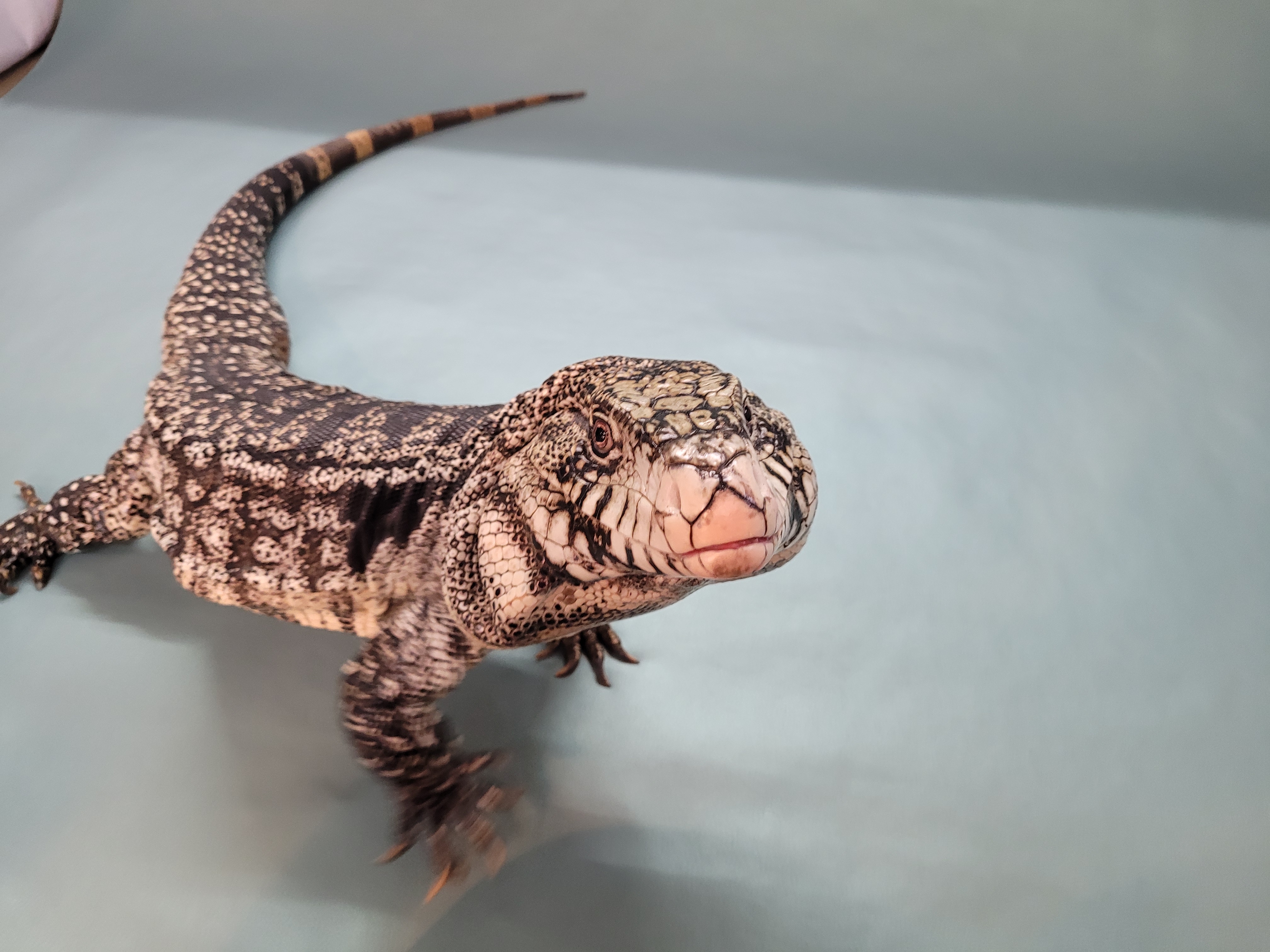 Ishy, a Adoptable Lizard in Sheboygan Falls, WI image 4/6