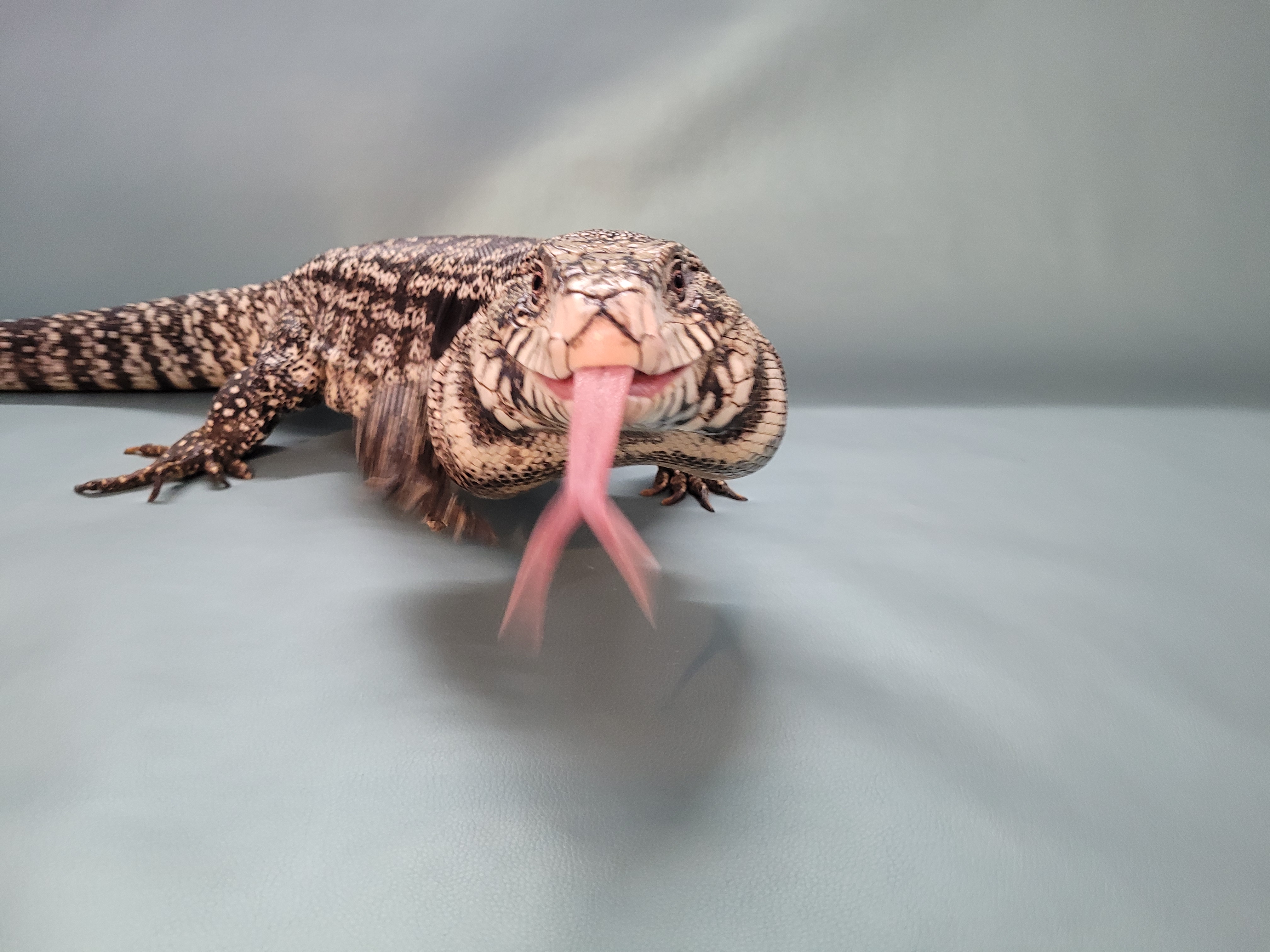 Ishy, a Adoptable Lizard in Sheboygan Falls, WI image 6/6