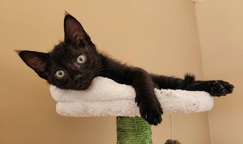 Enlarge Eclipse, a Adoptable mixed breed in Sunnyvale, CA image 2/4