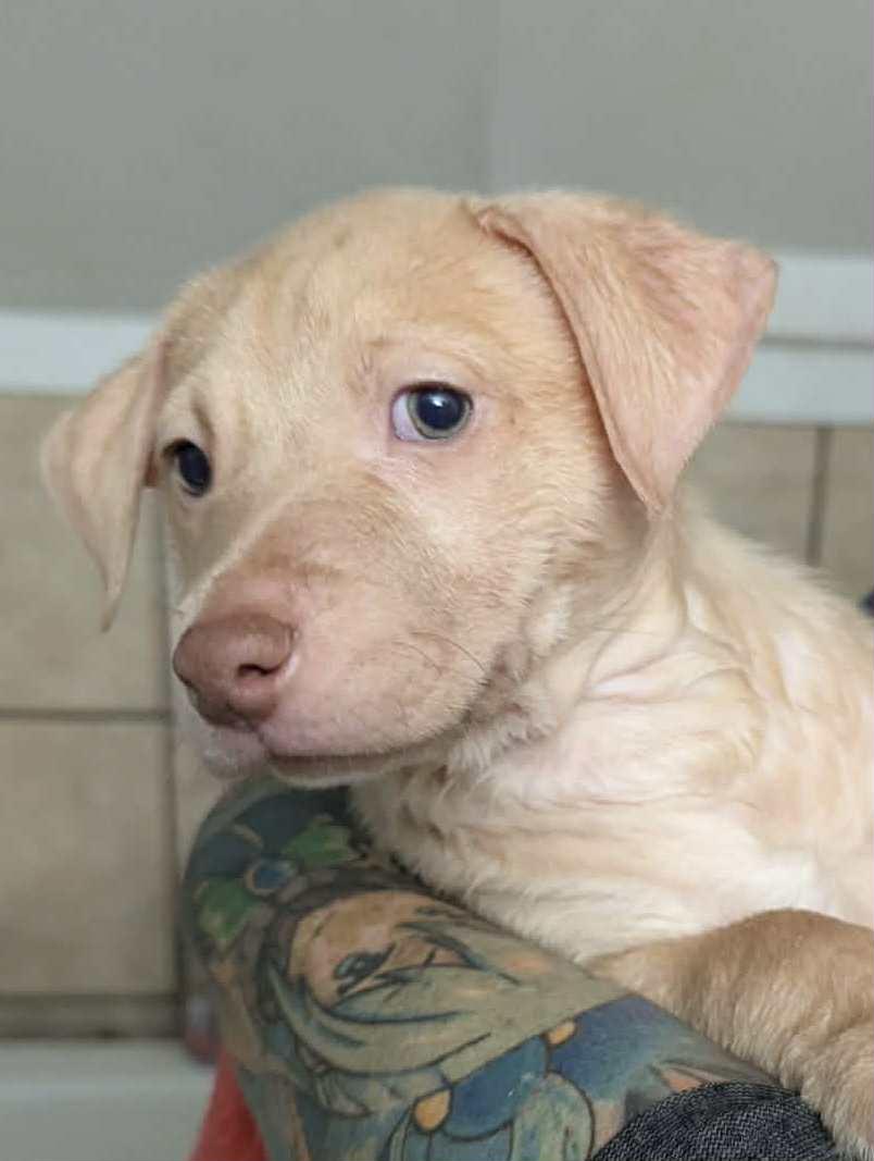 Enlarge Angela, a Adoptable mixed breed in Duncan , SC image 1/1