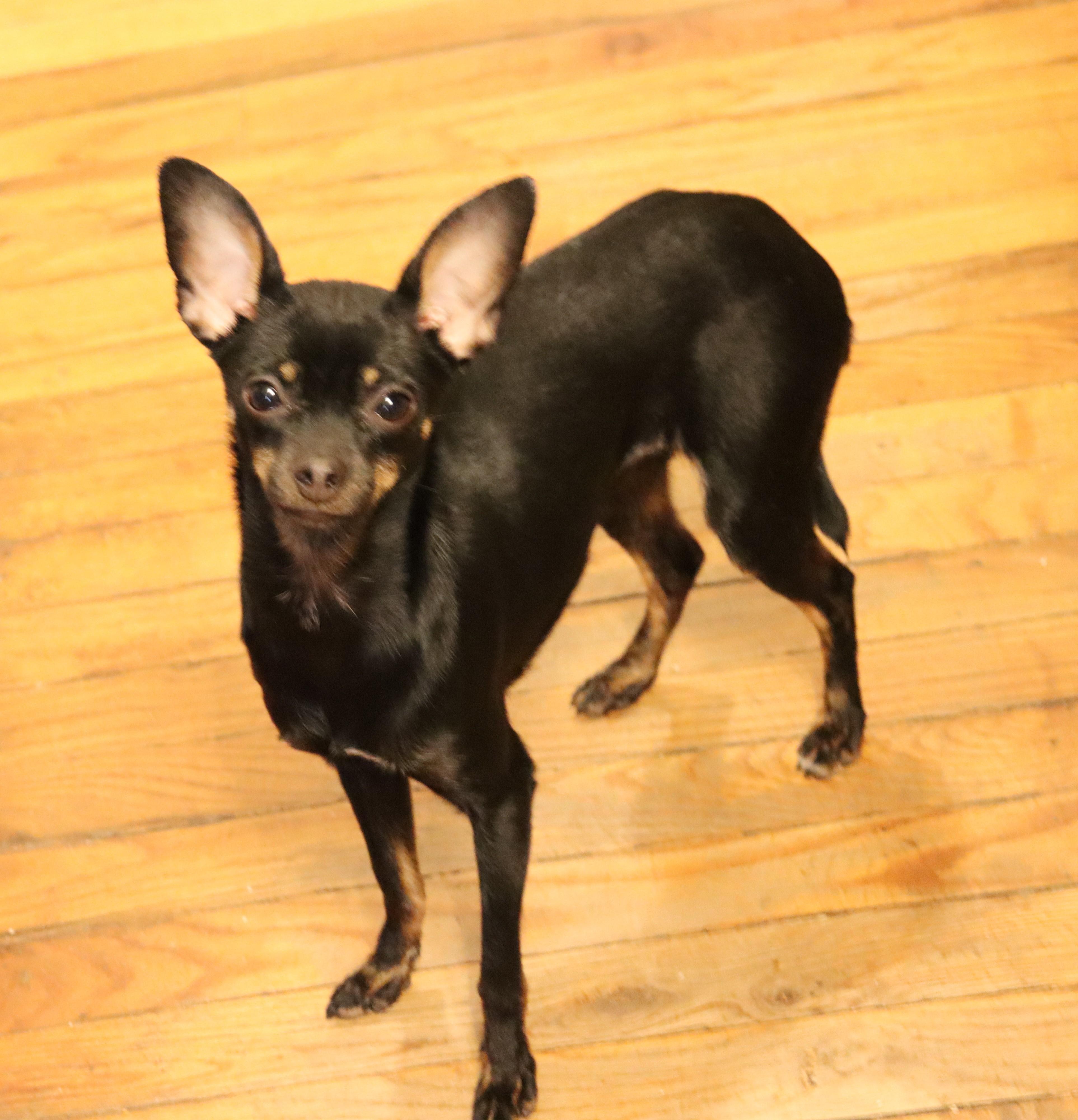 Harleequinn, a Adoptable Chihuahua in Portland , ME image 2/5