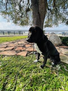 Eugene, a ADOPTABLE mixed breed in Corpus Christi, TX image 2/4