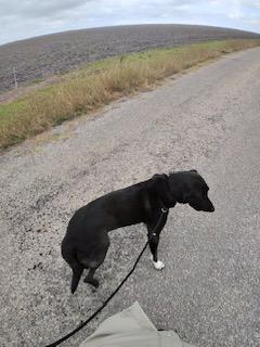 Eugene, a ADOPTABLE mixed breed in Corpus Christi, TX image 4/4