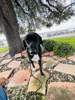 Eugene, a ADOPTABLE mixed breed in Corpus Christi, TX image 3/4