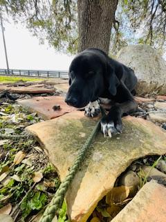 Eugene, a ADOPTABLE mixed breed in Corpus Christi, TX image 1/4