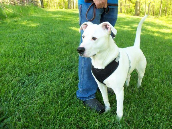 Ghost, Adoptable, Adult Male Pit Bull Terrier.