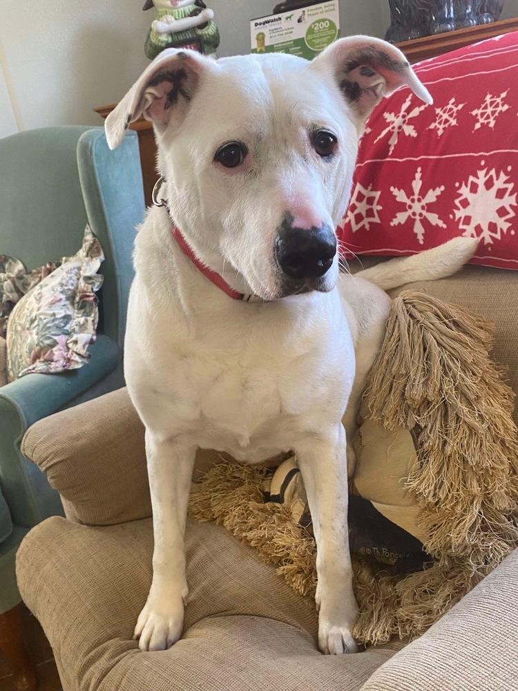 Enlarge Ghost, a Adoptable Pit Bull Terrier in Osgood, IN image 2/6