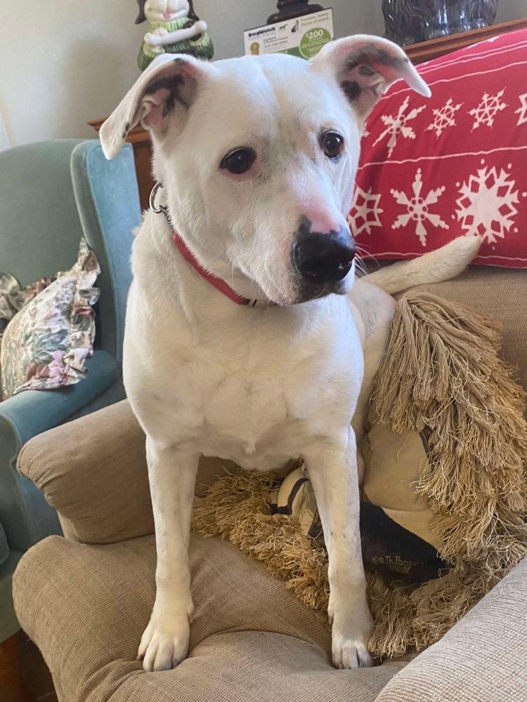 Enlarge Ghost, a Adoptable Pit Bull Terrier in Osgood, IN image 3/6