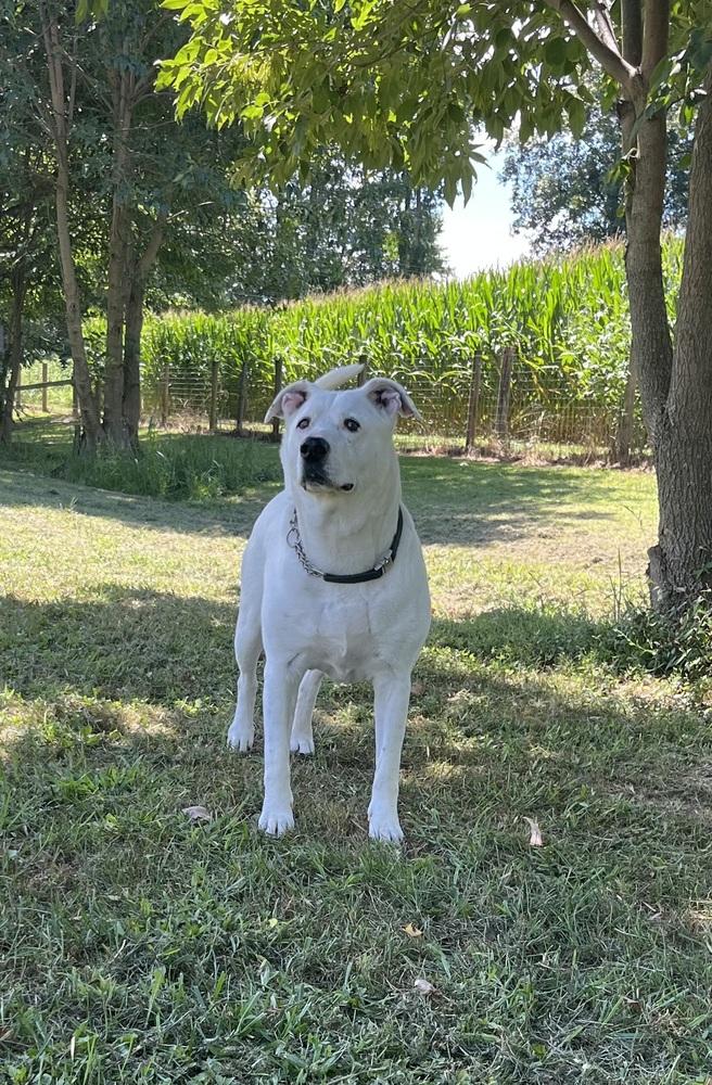 Enlarge Ghost, a Adoptable Pit Bull Terrier in Osgood, IN image 4/6