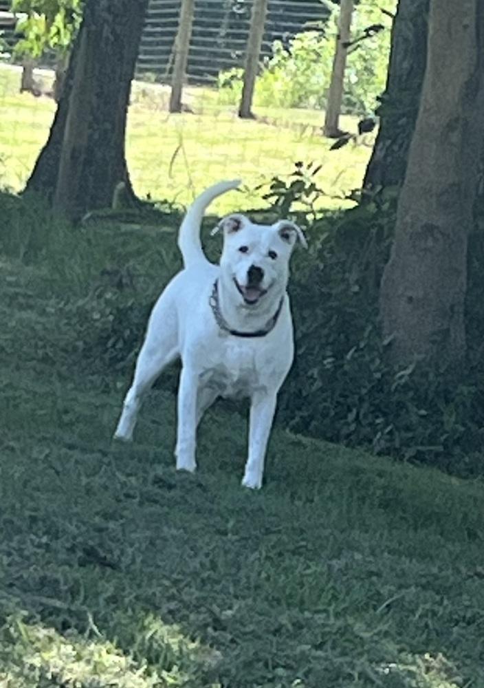 Enlarge Ghost, a Adoptable Pit Bull Terrier in Osgood, IN image 5/6