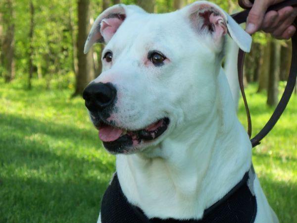 Enlarge Ghost, a Adoptable Pit Bull Terrier in Osgood, IN image 6/6