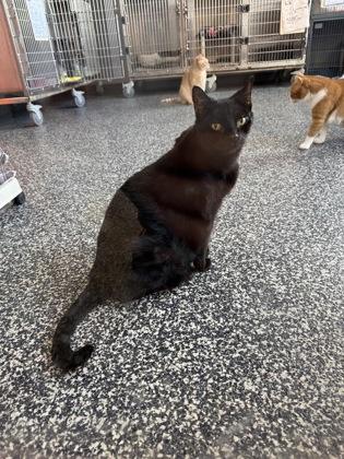 Jag, Adoptable, Adult Female Domestic Short Hair & Domestic Short Hair.