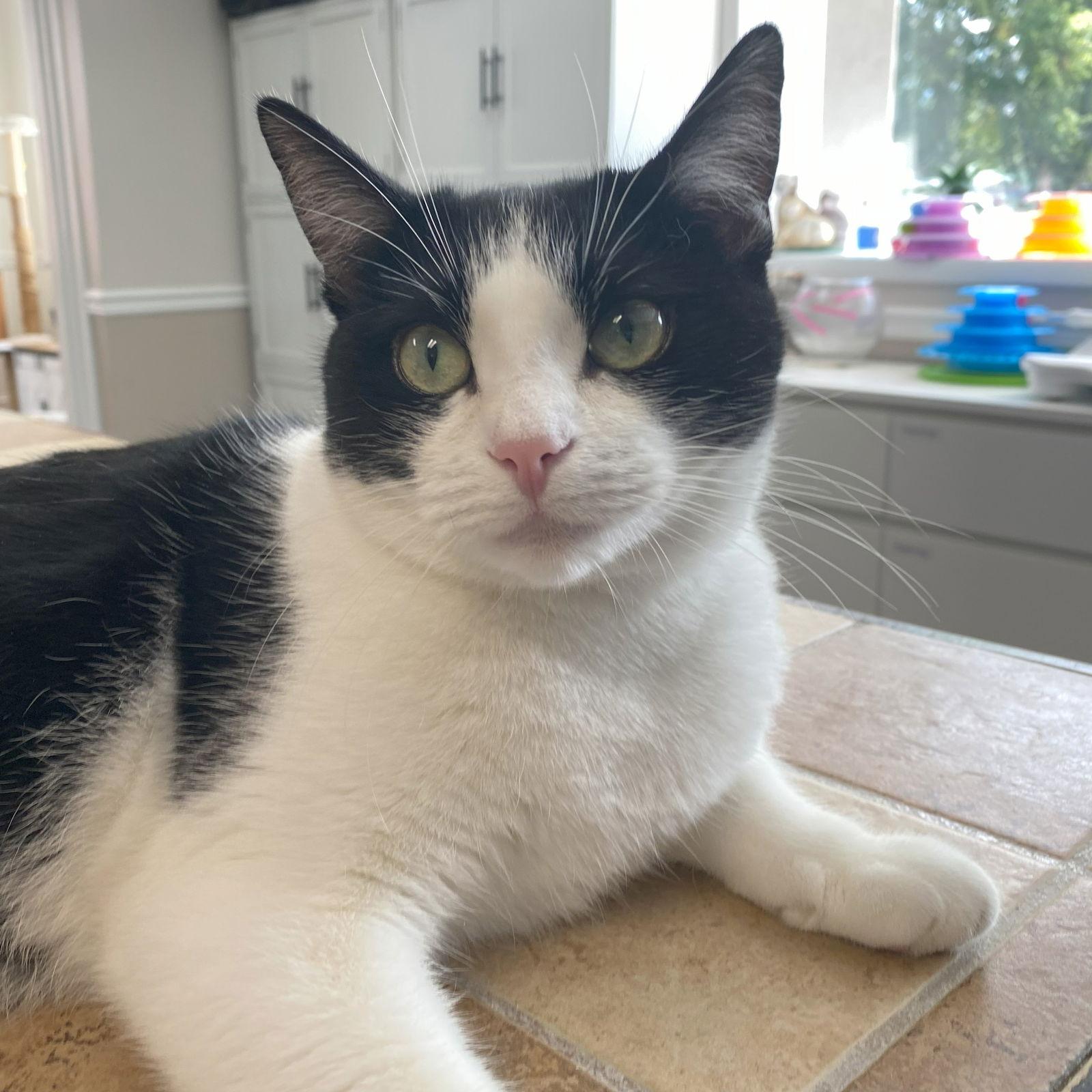 Enlarge Savvy, a Adoptable mixed breed in Gettysburg, PA image 1/3