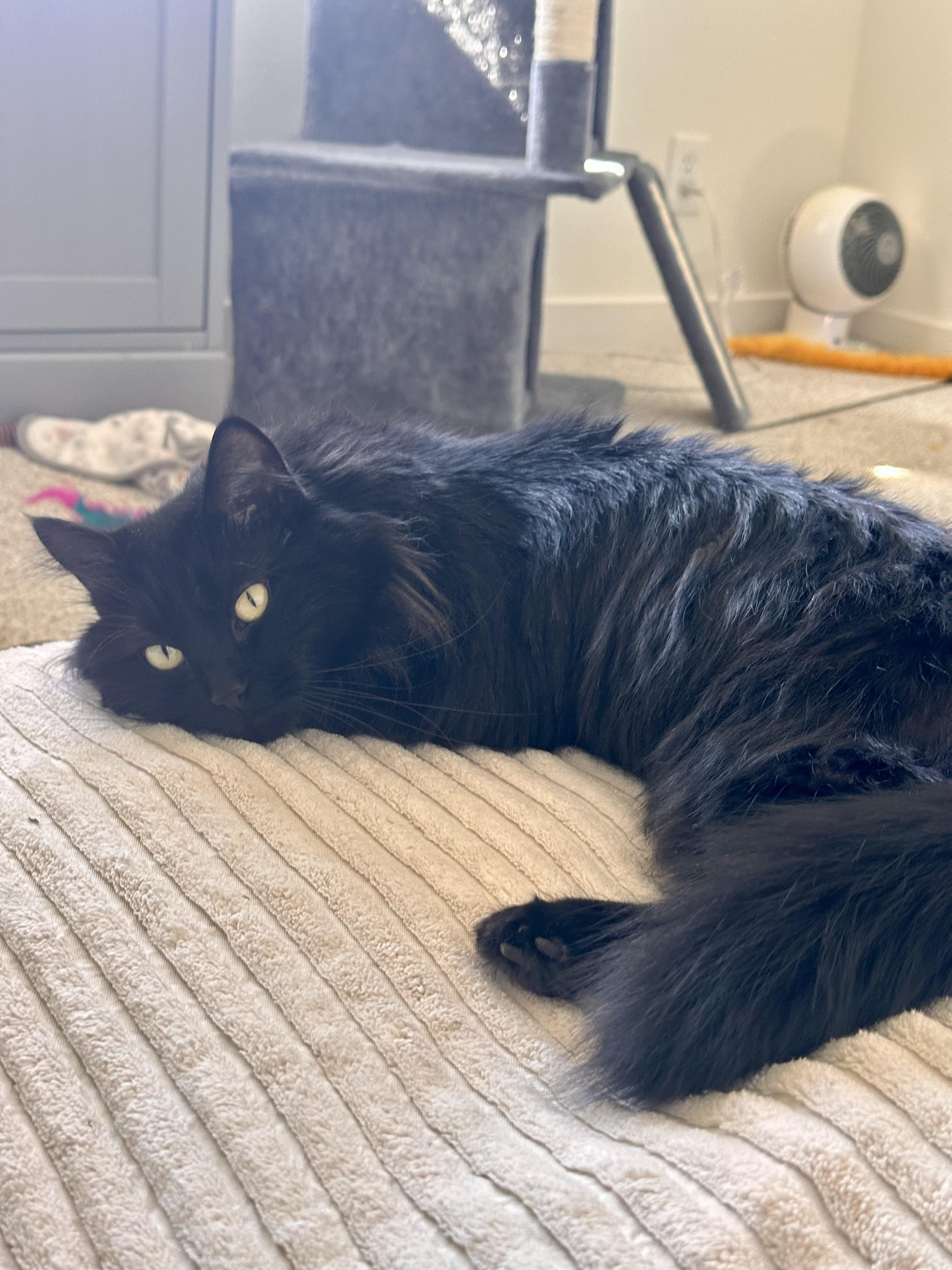 Enlarge L.A., a Adoptable Domestic Long Hair in Lakewood, CO image 1/5