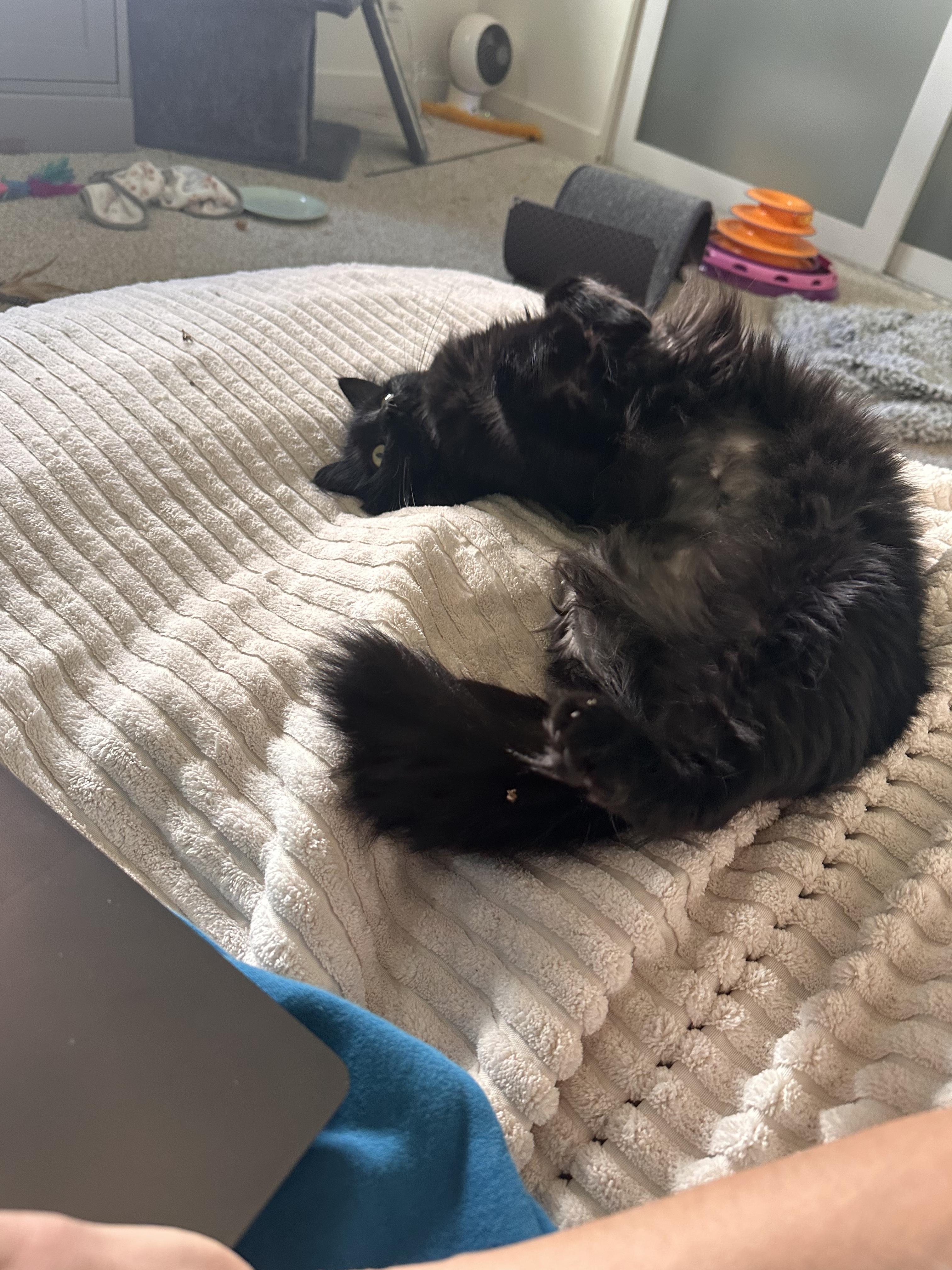 Enlarge L.A., a Adoptable Domestic Long Hair in Lakewood, CO image 2/5