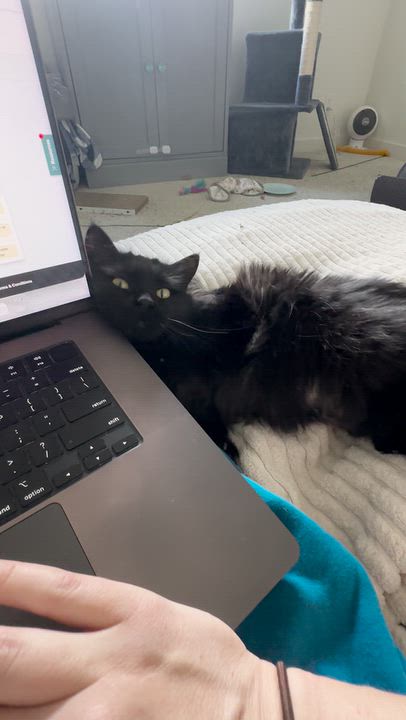 Enlarge L.A., a Adoptable Domestic Long Hair in Lakewood, CO video 5/5