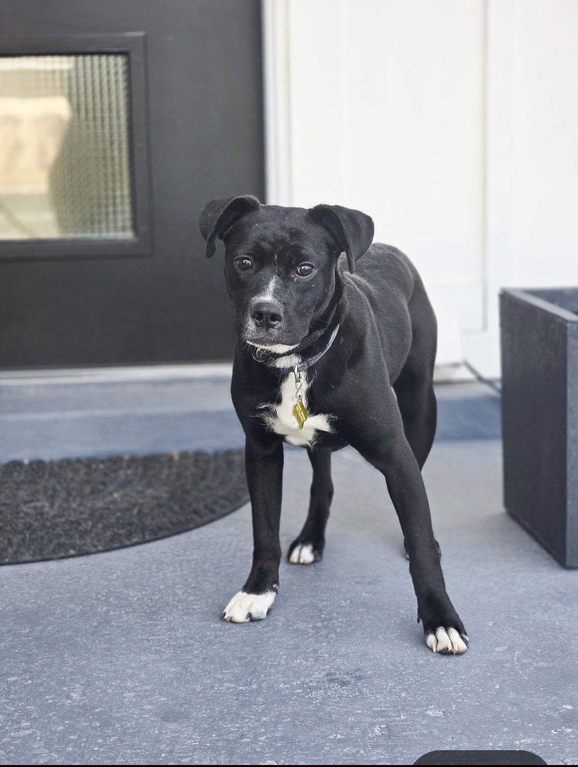 Mayfly, Adopted, Young Female Labrador Retriever & Pit Bull Terrier.