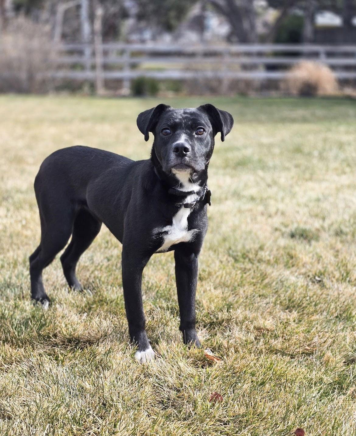 Enlarge Mayfly, a Adopted mixed breed in Salt Lake City, UT image 2/3