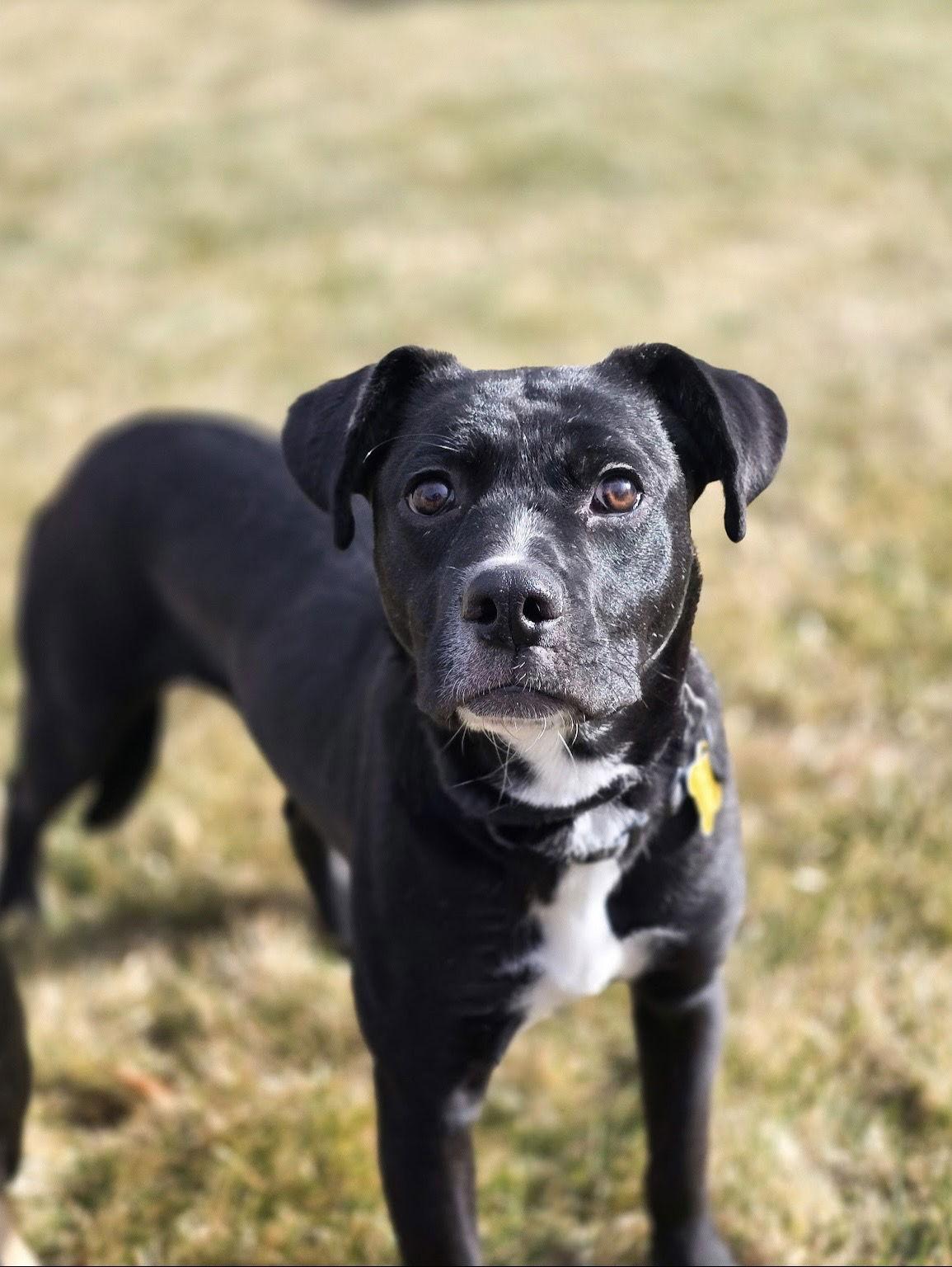 Enlarge Mayfly, a Adopted mixed breed in Salt Lake City, UT image 3/3
