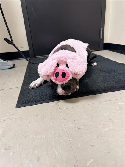 River Rose, a Adoptable mixed breed in Hutchinson, KS image 1/3