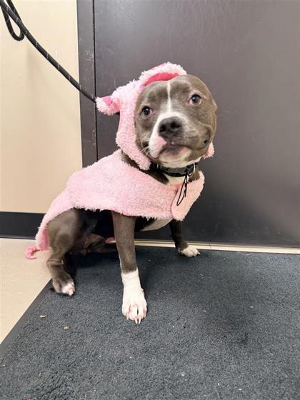 River Rose, a Adoptable mixed breed in Hutchinson, KS image 2/3