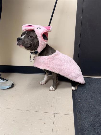 River Rose, a Adoptable mixed breed in Hutchinson, KS image 3/3