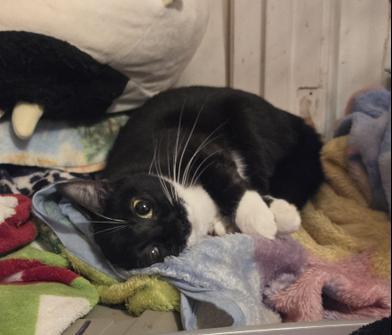 Star — thumbnail 3