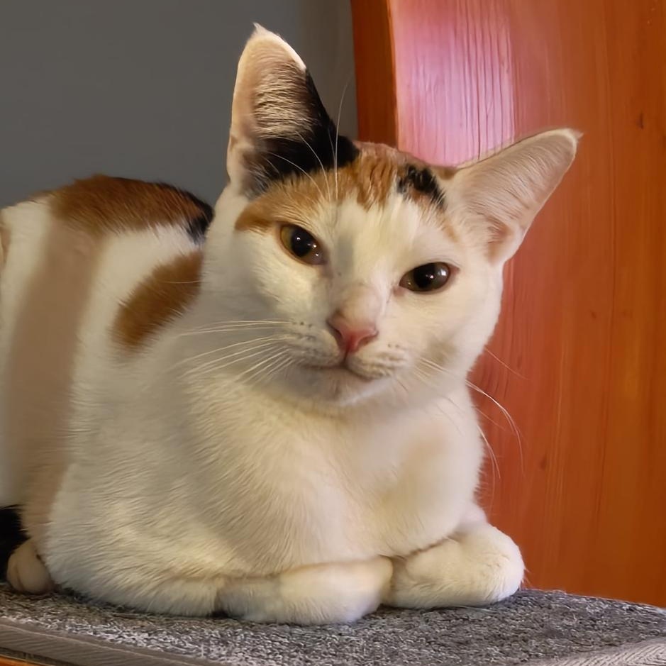 Gardenia, ADOPTABLE, Adult Female American Shorthair.