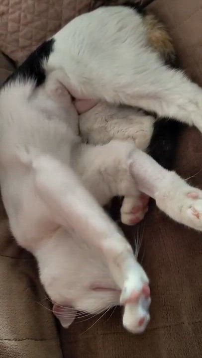 Enlarge Gardenia, a ADOPTABLE American Shorthair in New York, NY video 5/5