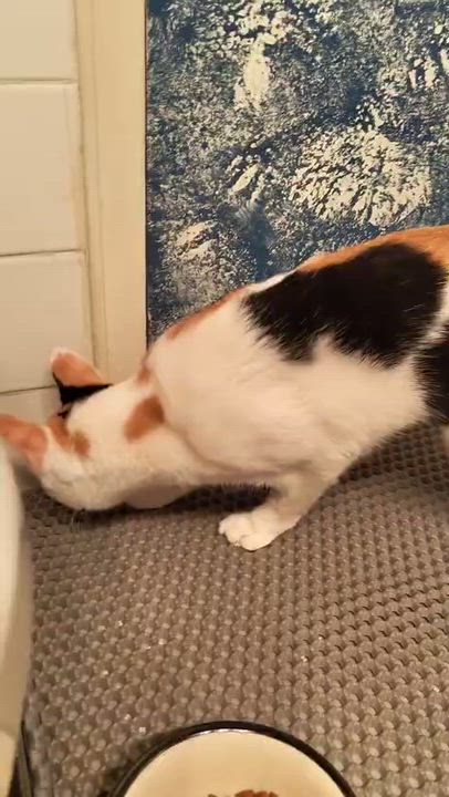 Enlarge Gardenia, a ADOPTABLE American Shorthair in New York, NY video 4/5