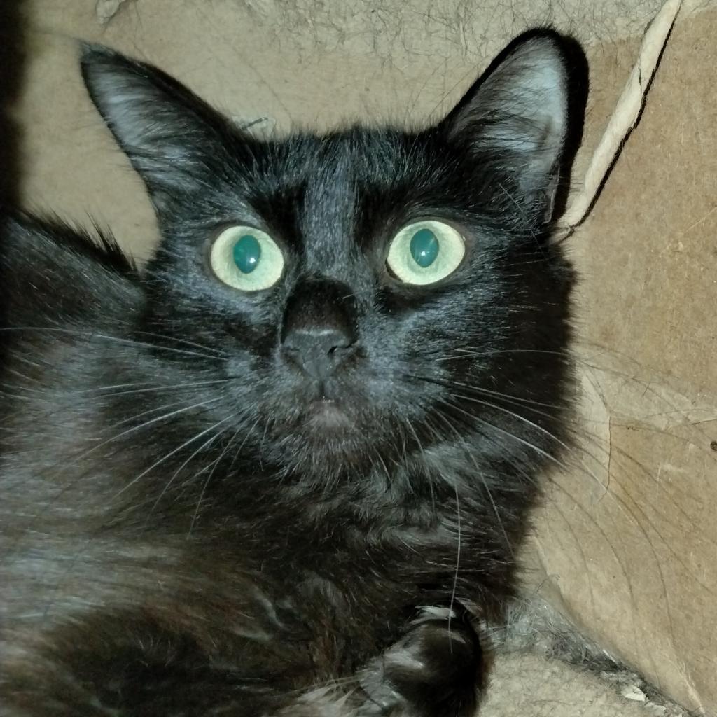 Enlarge Sophie, a Adoptable Domestic Long Hair in Tucson, AZ image 1/2