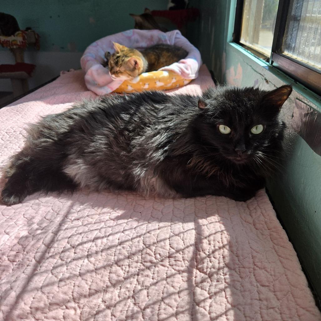 Enlarge Sophie, a Adoptable Domestic Long Hair in Tucson, AZ image 2/2