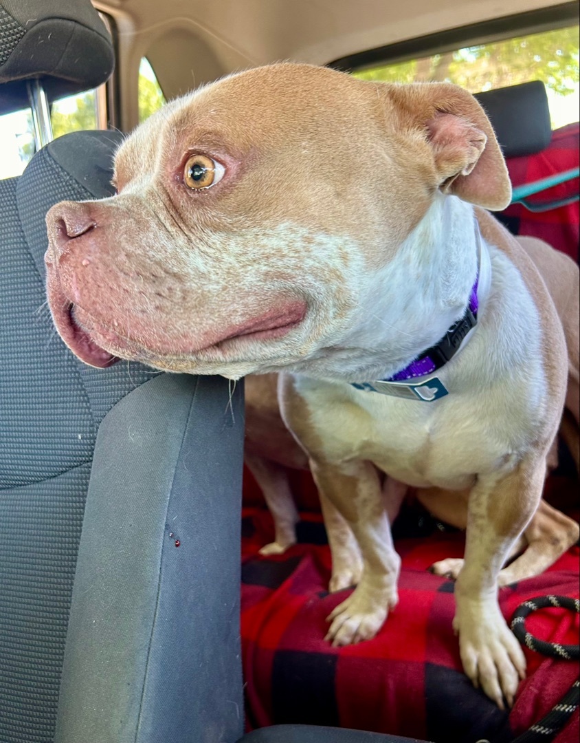 Nipsey & CC, a Adoptable mixed breed in North Hollywood, CA image 1/6