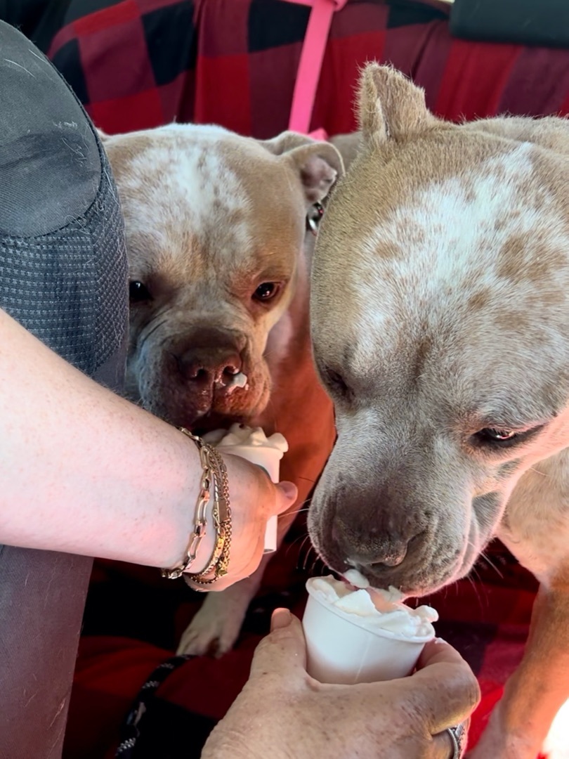 Nipsey & CC, a Adoptable mixed breed in North Hollywood, CA image 2/6