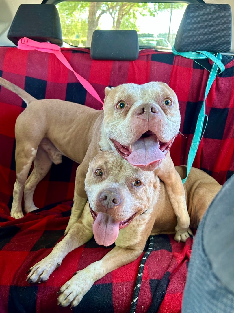 Nipsey & CC, a Adoptable mixed breed in North Hollywood, CA image 3/6