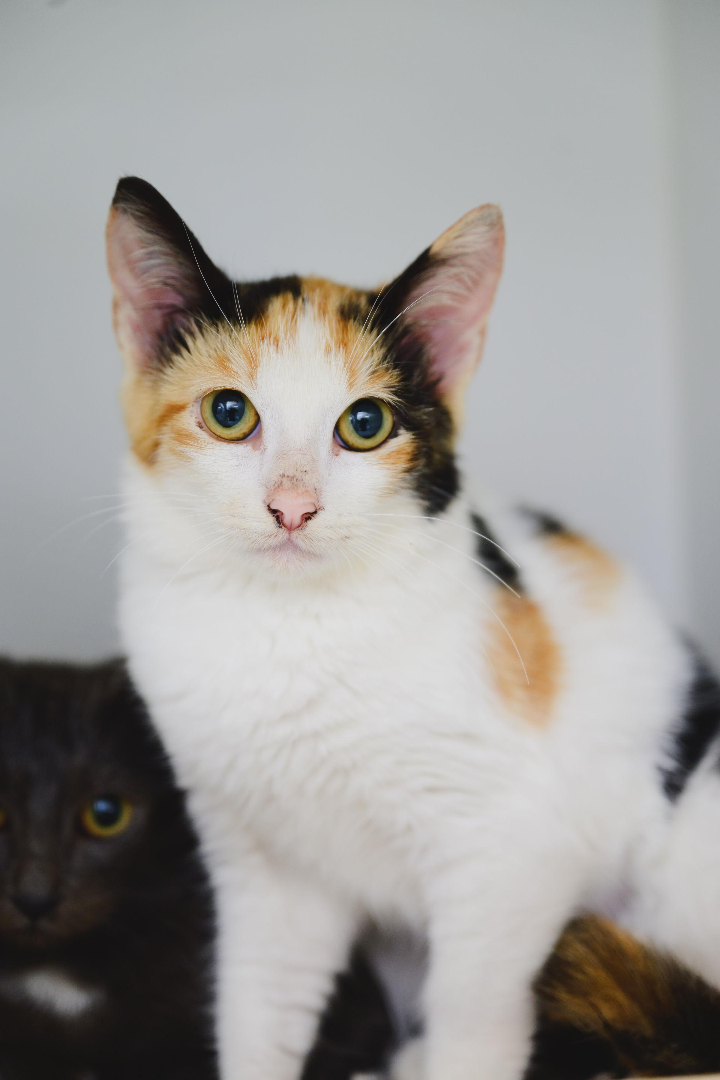 Stephanie, Adopted, Adult Female Domestic Short Hair.