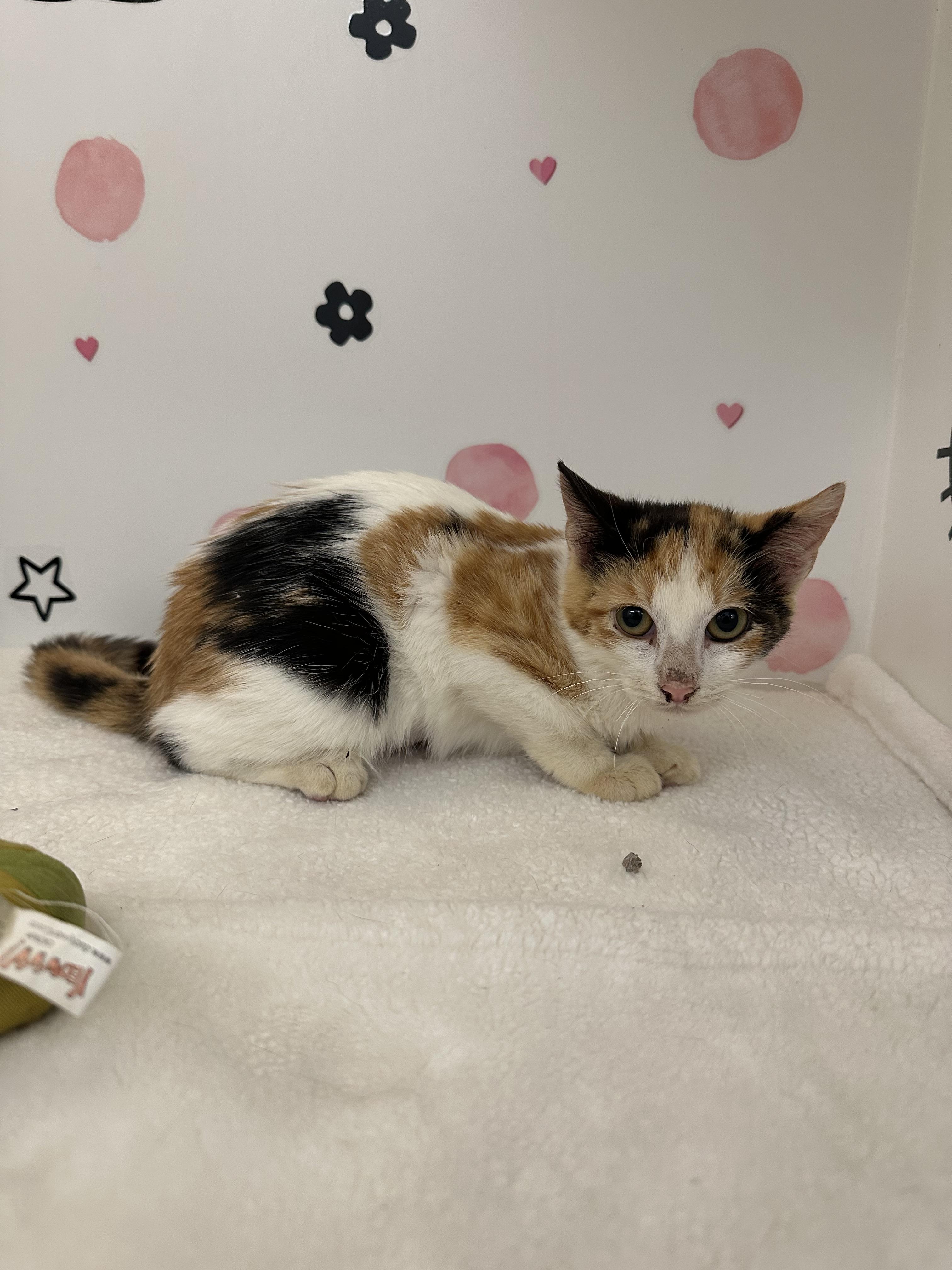 Enlarge Stephanie, a Adopted Domestic Short Hair in Honolulu, HI image 2/2