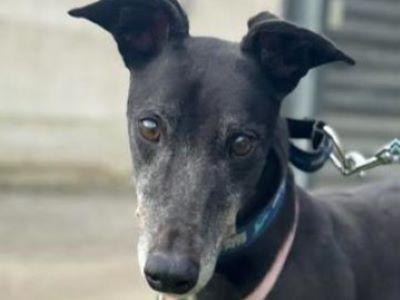 Electra (aka Electra Park), Adoptable, Adult Female Greyhound.